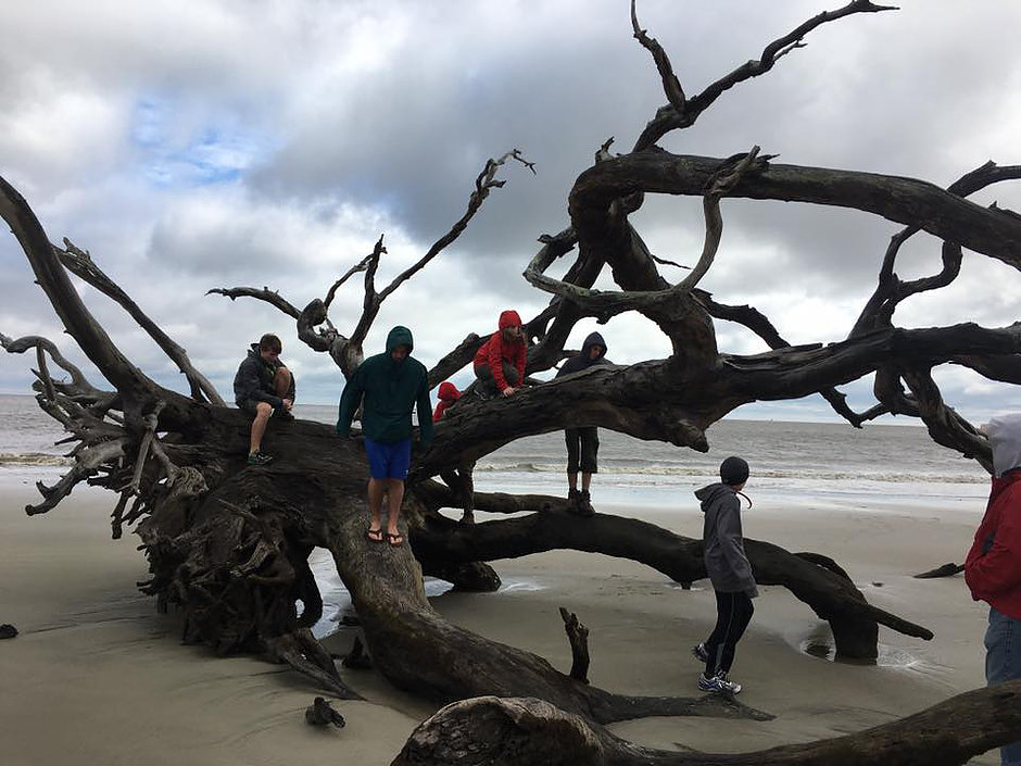 Climbing on an old tree at Dog Island